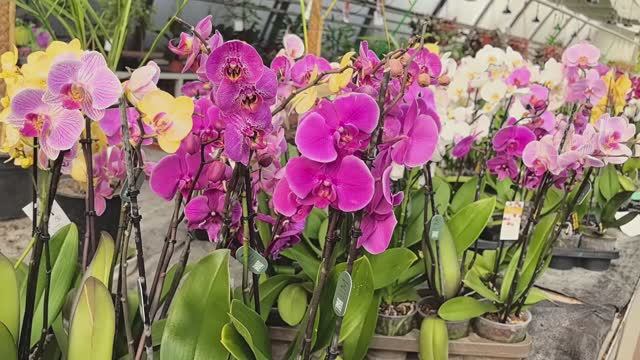 Орхидеи раскупают быстро в Ленте а вот в магазине-теплице ещё есть.