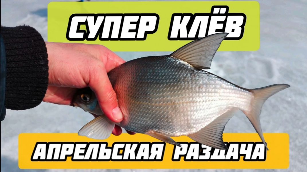 ЛУЧШАЯ РЫБАЛКА СЕЗОНА🎣🔥 5+ кг подлещика, куча форели и Судак, как вишенка на торте🍒