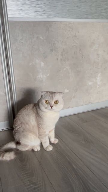 Игры с котиками