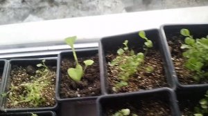 Обзор рассады на 3 апреля