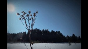А.Пушкин. Если жизнь тебя обманет...