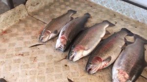 итоговый улов форели