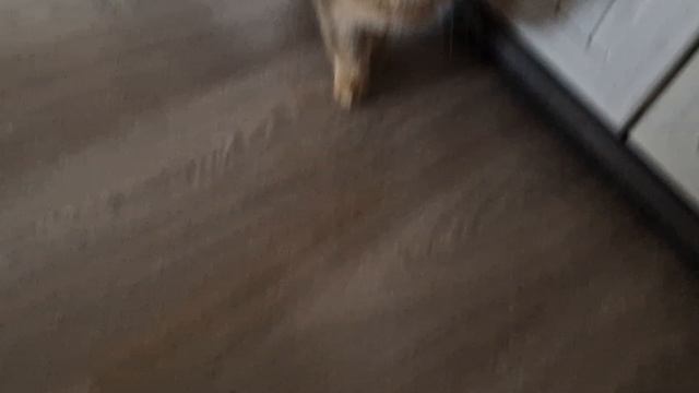 Никита-МЯУ (Алисина песня)