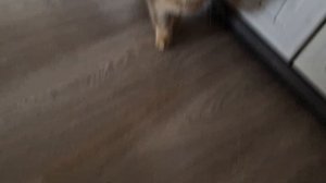 Никита-МЯУ (Алисина песня)