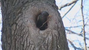 Скворец делает весеннюю уборку в дупле, пищит и отражает атаку конкурента