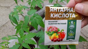ЯНТАРНАЯ КИСЛОТА —Волшебная ПОДКОРМКА для ТОМАТОВ, ПЕРЦЕВ, ОГУРЦОВ, БАКЛАЖАНОВ и других культур.