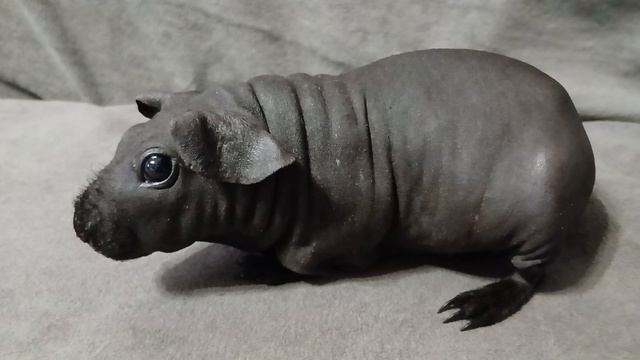 морская свинка скинни