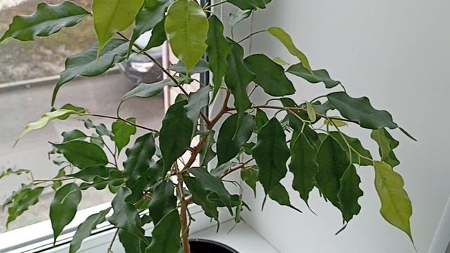 Комнатные Растения В Спальне В Апреле