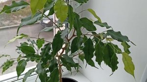 Комнатные Растения В Спальне В Апреле