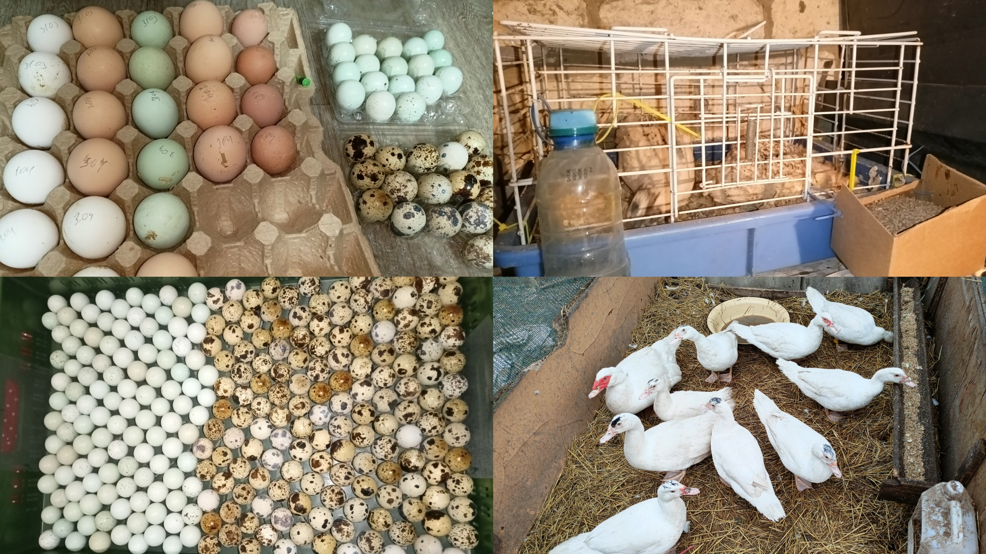 Закладка перепелов на инкубацию. Заменила поилку. Уборка в гнездах. Наполняла бункерные кормушки