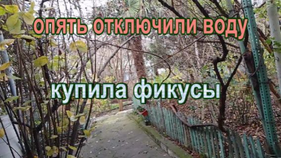 № 1007 опять отключили воду // купила фикусы