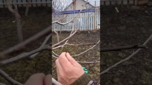 самое время делать прививки плодовых деревьев