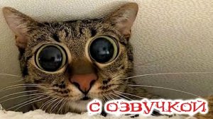 ПРИКОЛЫ С КОТАМИ! - С ОЗВУЧКОЙ! Самые смешные животные! СМЕШНЫЕ КОТЫ!