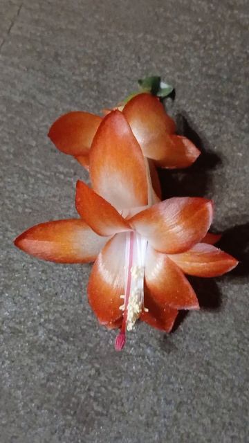 шлюмбергера сеянец №1 (Vlasova' 2026)