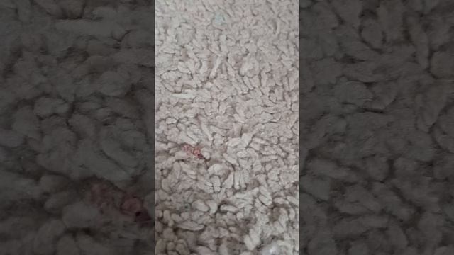 растение против зомби смотреть онлайн