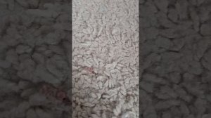 растение против зомби