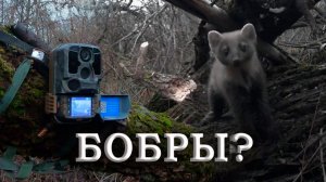 ПРОВЕРКА ФОТОЛОВУШЕК: ЛЕСНЫЕ АНОМАЛИИ и ГНЕЗДО СНЕЖНОГО ЧЕЛОВЕКА)😂