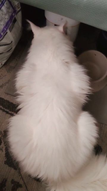 #КасперИМэйсон: Два Мэйнуна против мира! #КасперИМэйсон #ДваМейнкуна #ПротивМир #ДомашниеЛюбимцы #За