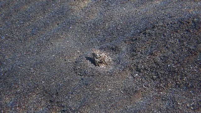 Мраморный каллехелес