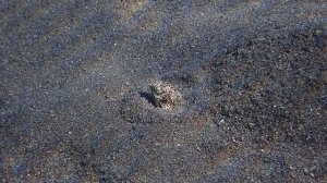 Мраморный каллехелес