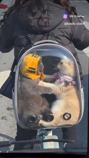 Смешные Коты 😆😁🤣