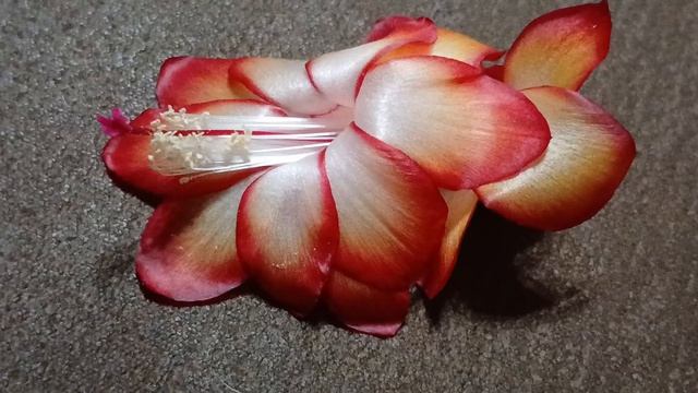 шлюмбергера сеянец №4 (Vlasova' 2026)