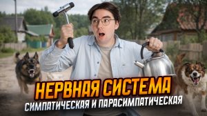 Симпатическая и парасимпатическая НЕРВНАЯ СИСТЕМА | Разбор для ОГЭ по биологии | Умскул