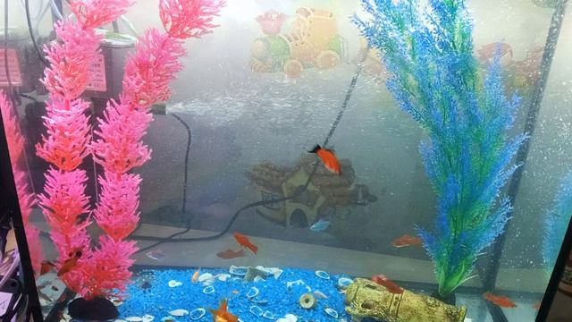 Новая банка на 52 литра и поселенцы