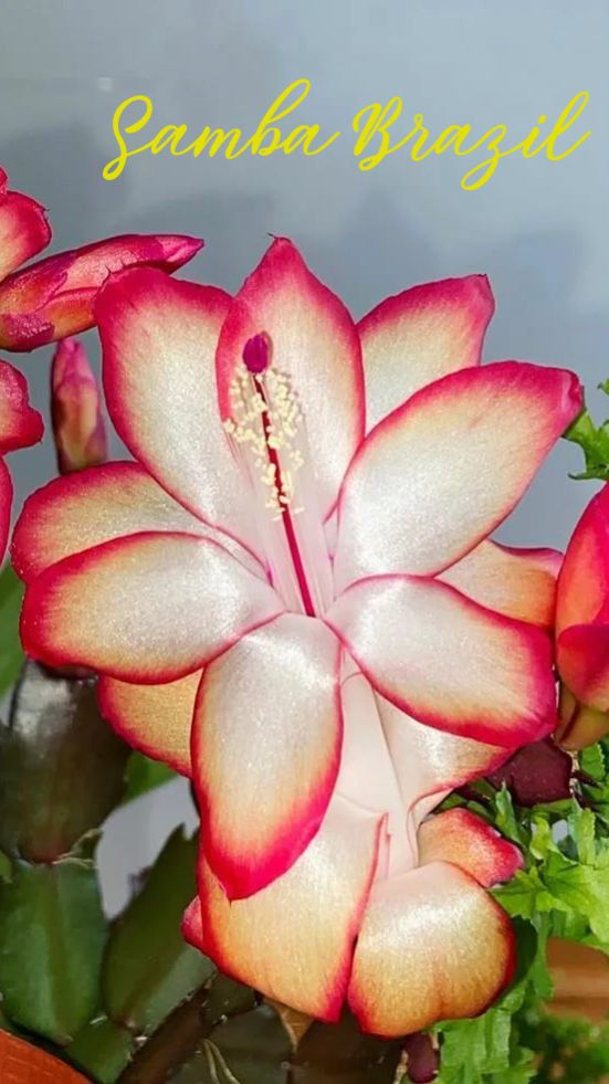 Шлюмбергера Самба Бразил.