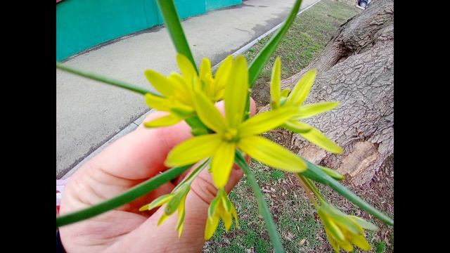 ПЕРВОЦВЕТЫ В ПУГАЧЁВЕ