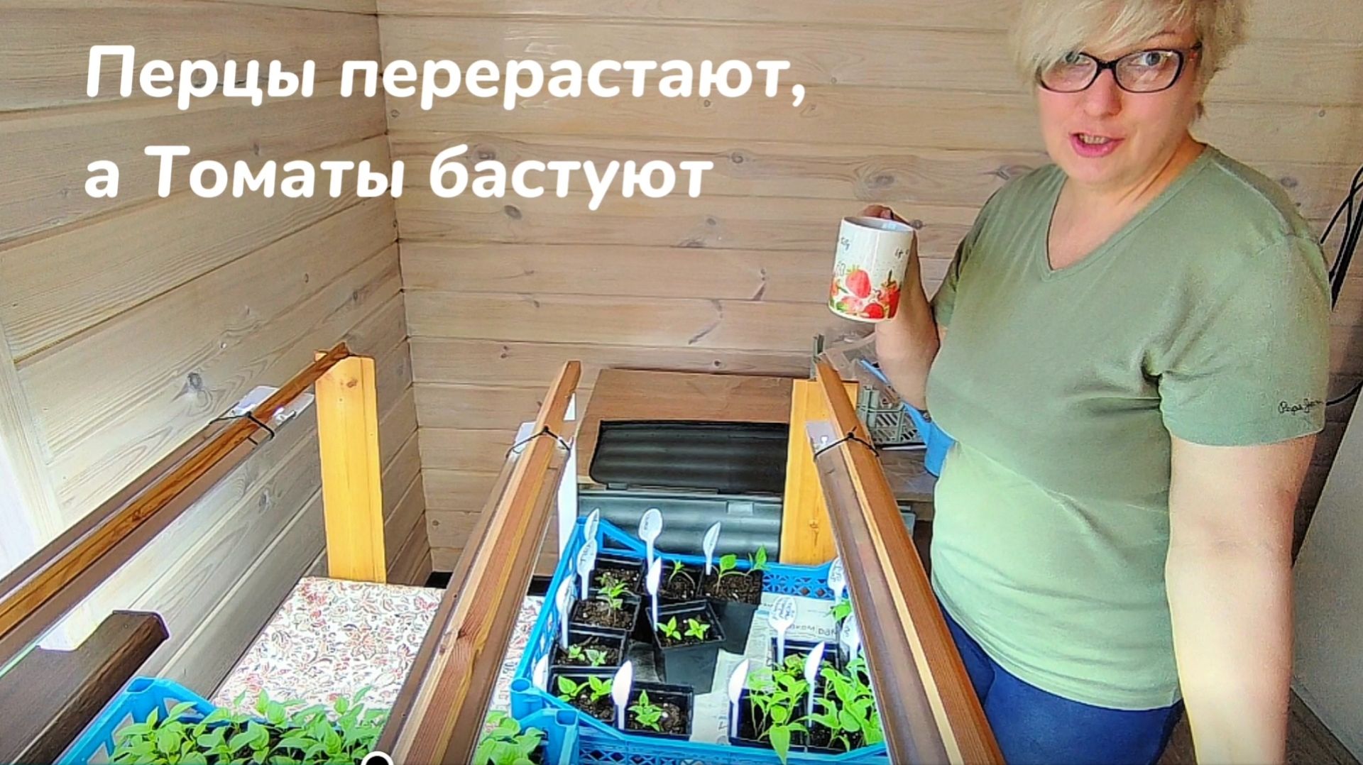 Перец перерастает, томаты бастуют. Рассадная текучка.