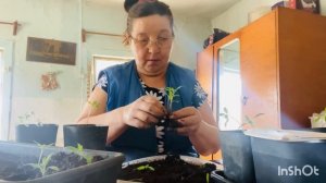 Пикирую рассаду Сбор средств продолжается