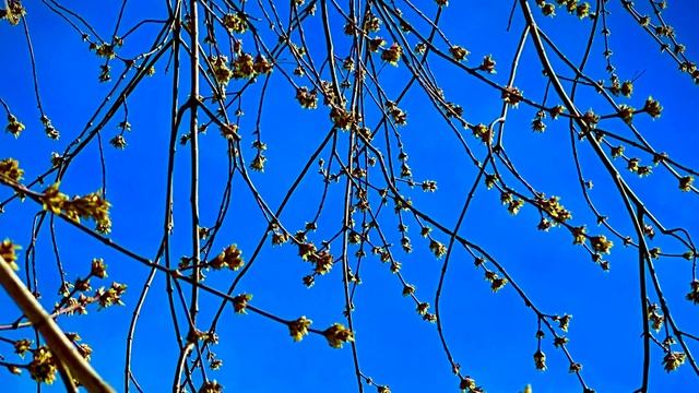 Весеннее небо 🌫️🌅