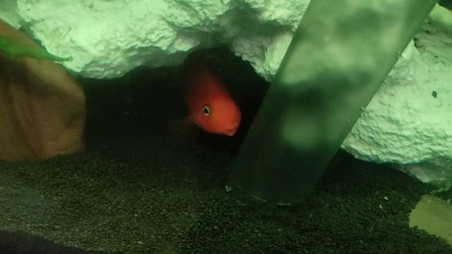 Грунтоочиститель для аквариума