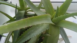 Кривое зеркальце обзоры на Губареву- Алиса продолжает добиваться своего