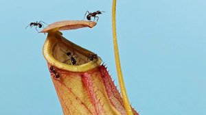 Сможет ли растение Хищник поймать тропических муравьев