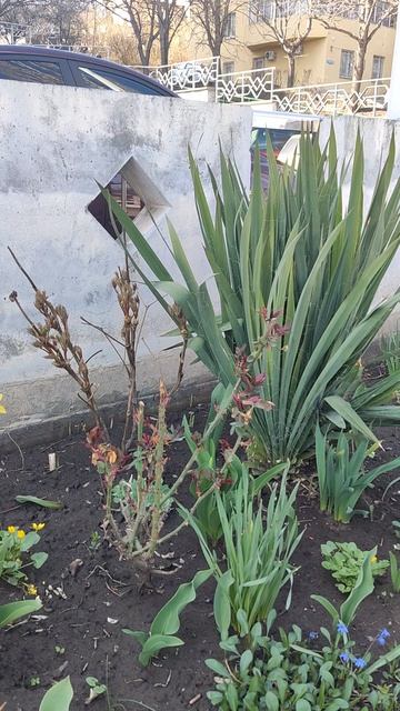 Кисловодск. Зацвели цветы.