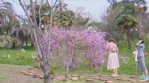 В сочинском "Дендрарии" зацвела сакура