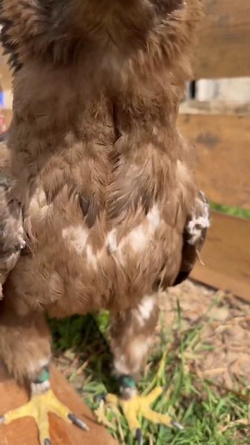 хищная птица