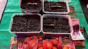 Без танцев с бубнами, больше так не сею, посев лука, как и когда сею