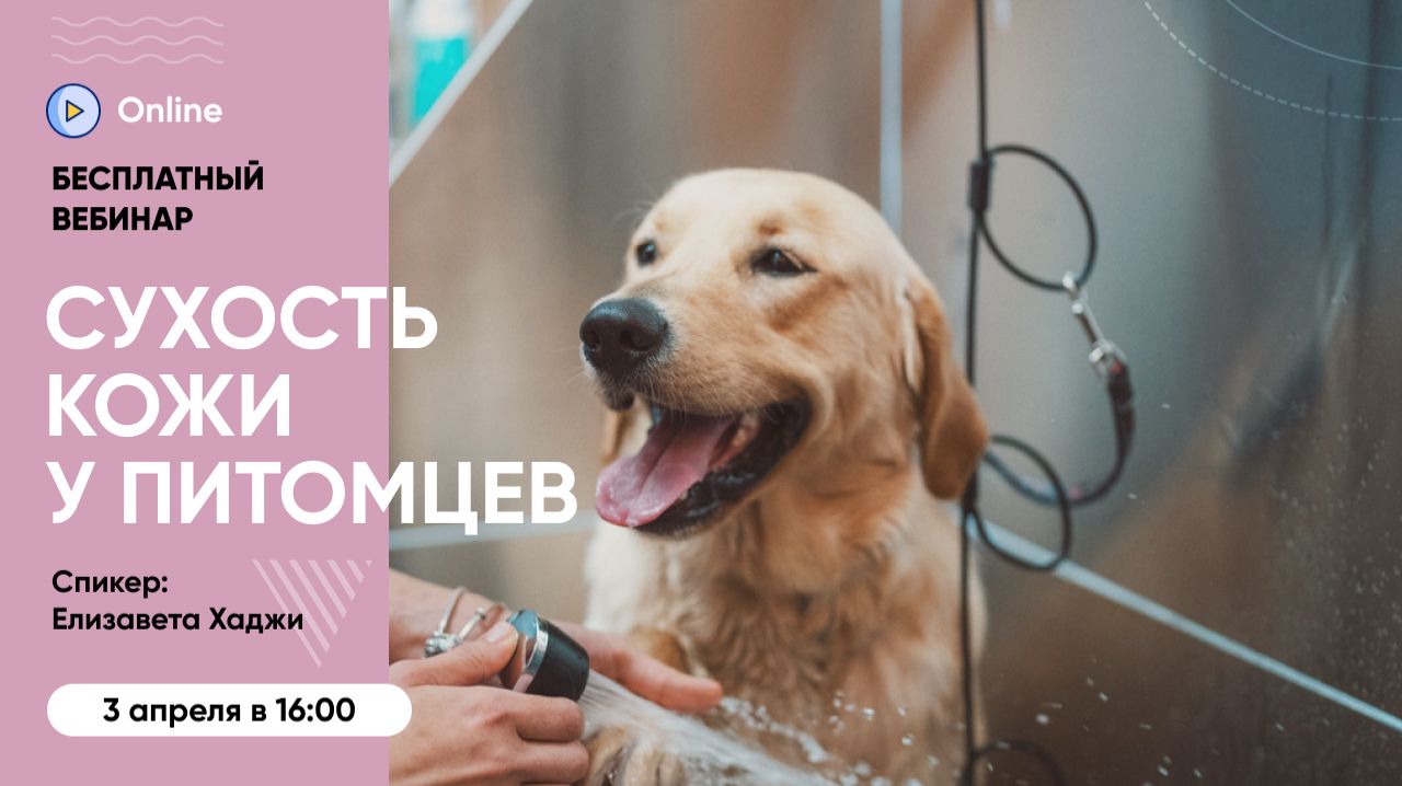 Бесплатный вебинар «Сухость кожи у питомцев: причины и профилактика»