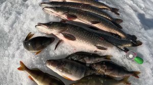 АПРЕЛЬСКИЕ ТРОФЕИ: щука на жерлицы, окунь на балансир!