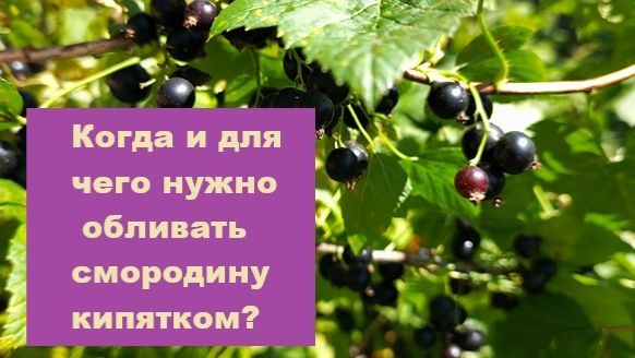 Когда и для чего нужно обливать смородину кипятком?