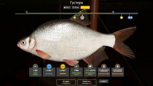 ГУСТЕРА ТРОФЕЙНАЯ!!!РЕКА ВЬЮНОК - РУССКАЯ РЫБАЛКА 4