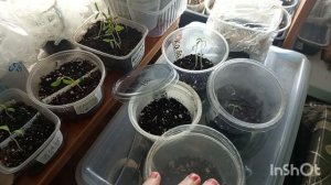 //186// Снова напекла пирогов.Наконец мне привезли семена томатов.