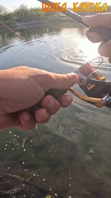 🔥 Битва с метровой щукой... 🔥 #рыбалка #воблер #щука #шортс #спиннинг