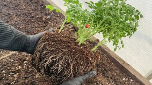 Томаты в Сибири сажают только так! Урожай в 2 раза больше!