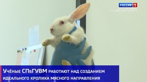 Учёные СПбГУВМ работают над созданием идеального кролика мясного направления