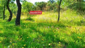 Притча"Слепой, глухой и немой".