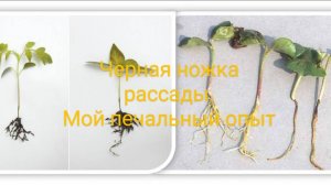 Черная ножка рассады.mp4